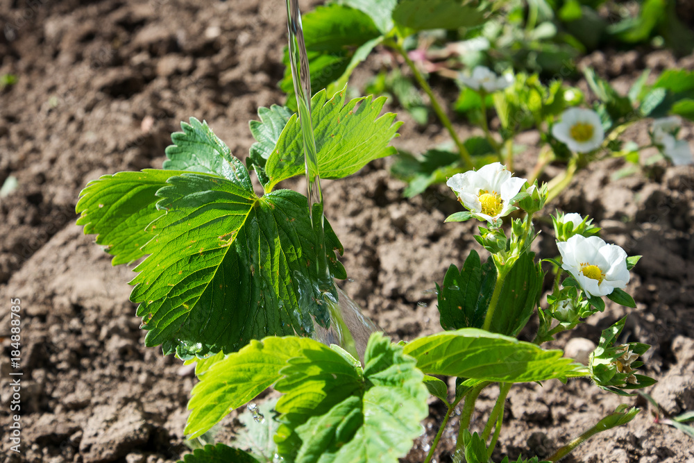 Obraz premium Watering of strawberries in hobby garden.