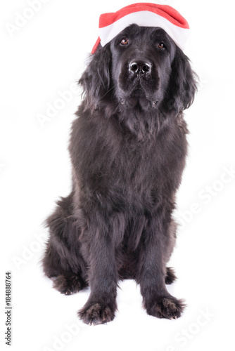 newfoundland dog santa christmas cute xmas valentine love © noemie