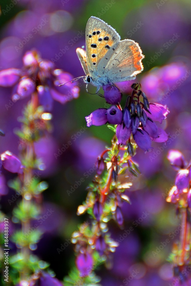 Naklejka premium Conter fleurette