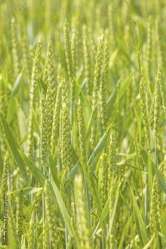 Green wheat field   