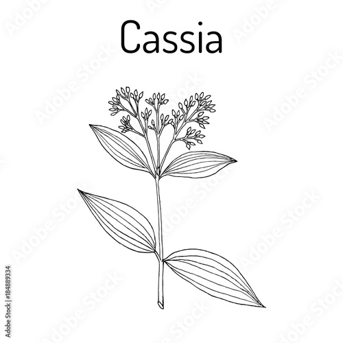 Chinese cassia Cinnamomum cassia , medicinal plant.