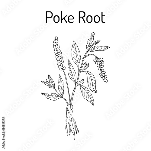 Poke root Phytolacca americana medicinal plant