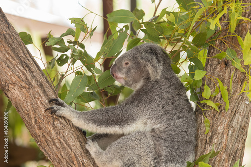 Fototapeta Naklejka Na Ścianę i Meble -  Koala in a Tree