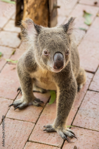 Fototapeta Naklejka Na Ścianę i Meble -  Australian Koala