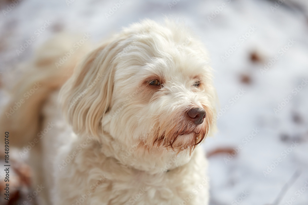 White havanese dog sitting and watching in winter with snow White havanese dog sitting and watching in winter with snow