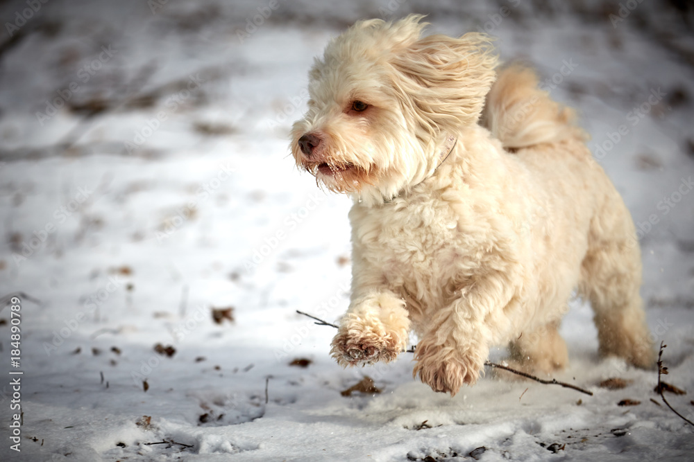 White havanese dog running in winter on snow landscape