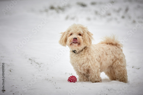 White havanese dog standing in snow landscape with red ball © Vista Photo