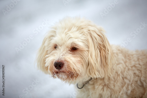Cute white havanese dog in winter walking