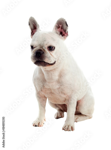 Fototapeta Naklejka Na Ścianę i Meble -  Portrait in Studio of a cute bulldog