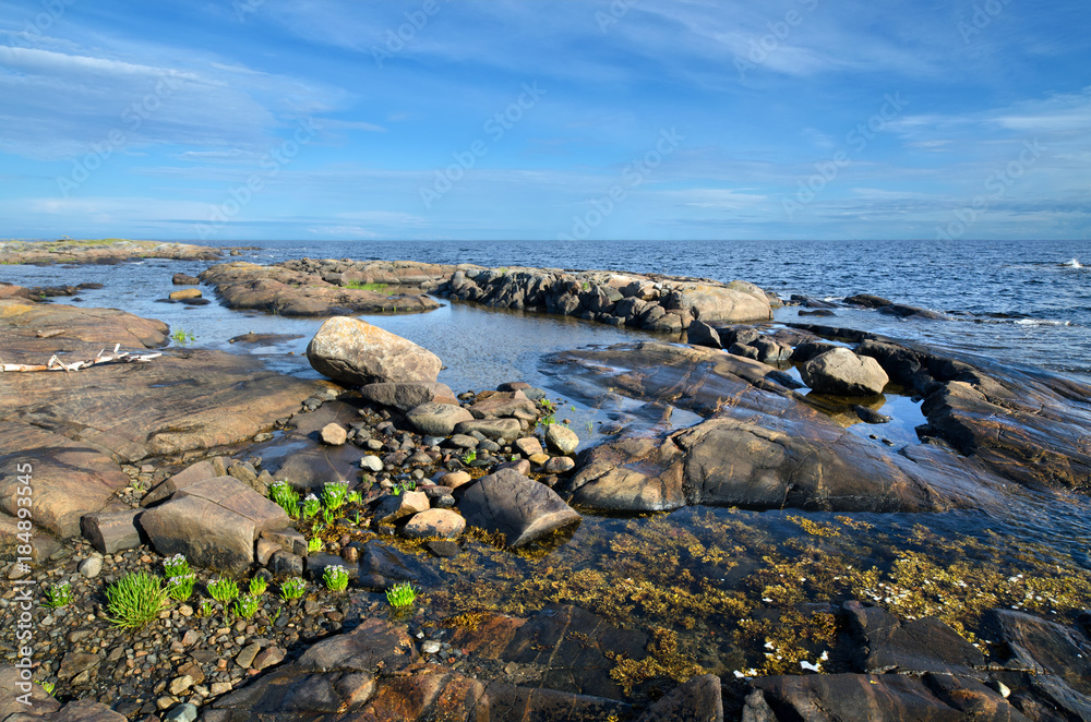 Vegetation and stones on the bank of the White sea Vegetation and stones on the bank of the White sea