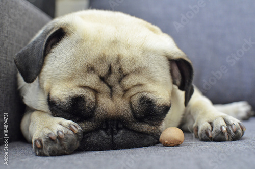 Small sad puppy pug sleeping on sofa with dogs biscuit