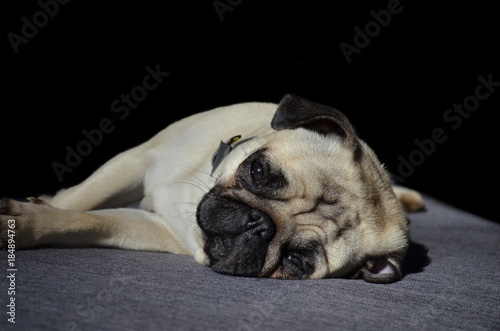 Sad cute small dog breed pug trying to sleep lay on a sofa