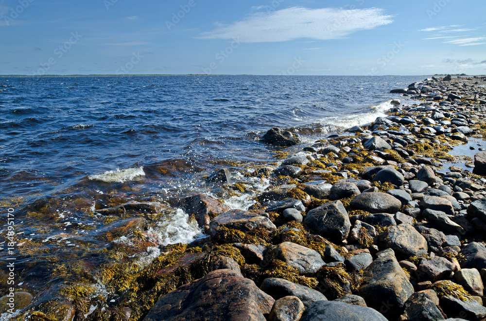 Vegetation and stones on the bank of the White sea