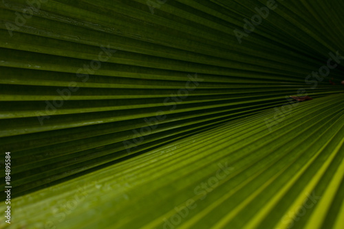 Green leaf pattern with horizontal lines. Nature green texture. Creative tropical green leaves. Abstract botanical background. Concept of spring or summertime.