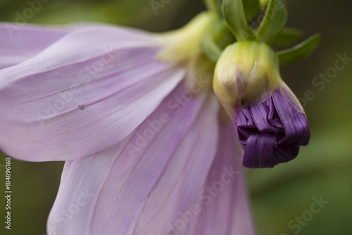 Fototapeta Naklejka Na Ścianę i Meble -  Flowers of Dahlia imperialis, bell tree dalia.