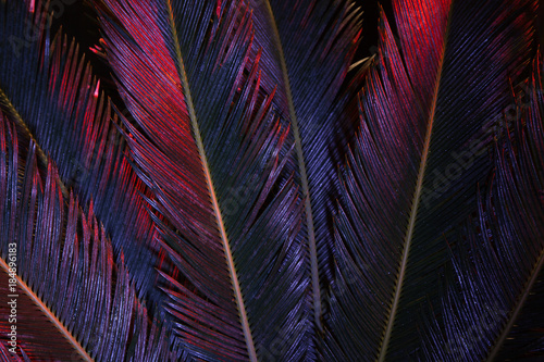 Tropical leaves of palm tree in magenta colors. Nature creative pattern. Abstract botanical background. Creative image of exotic flora. Organic wallpaper.