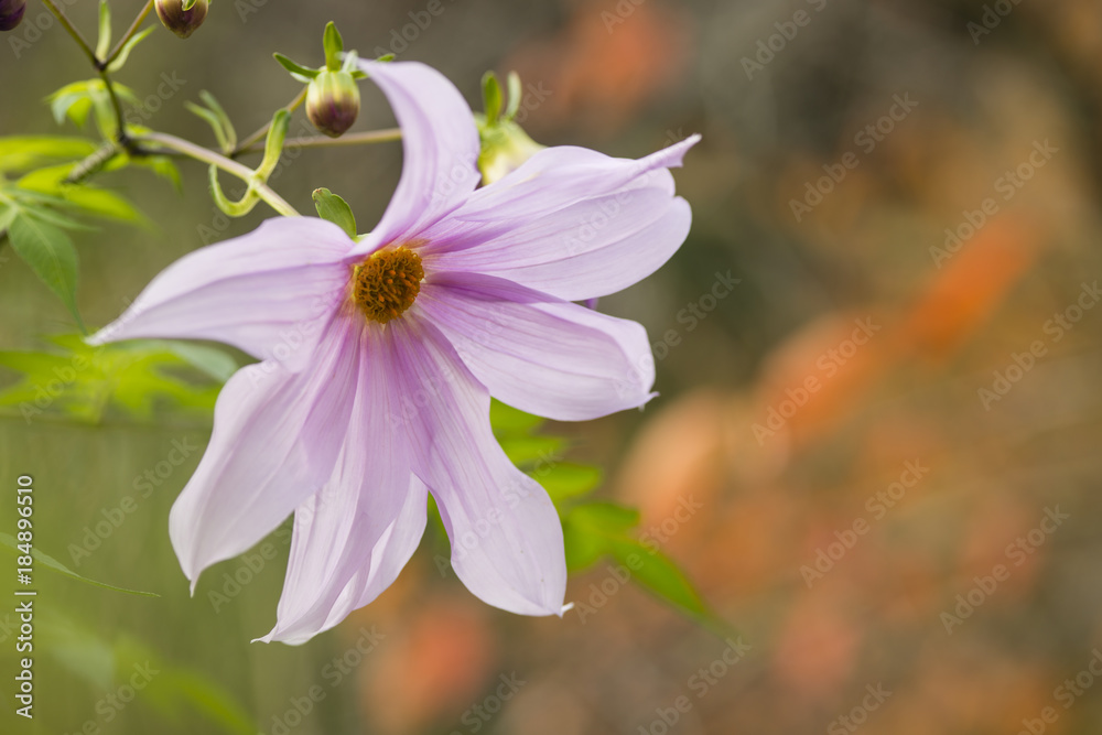 Fototapeta premium Flowers of Dahlia imperialis, bell tree dalia.