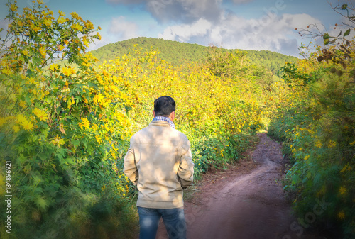 Da lat, Viet Nam - November 26th, 2017: The man walking alone on a rural road with two sides of the road is wild sunflowers bloom in yellow, colorful scene, beautiful nature in Da lat, Vietnam © huythoai