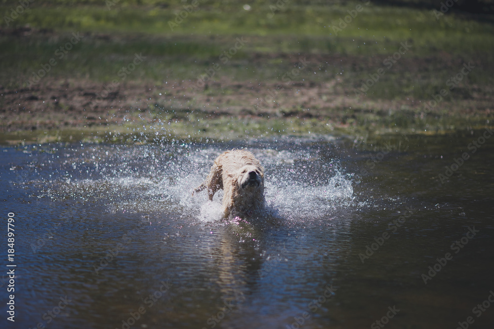 Obraz premium golden retriever