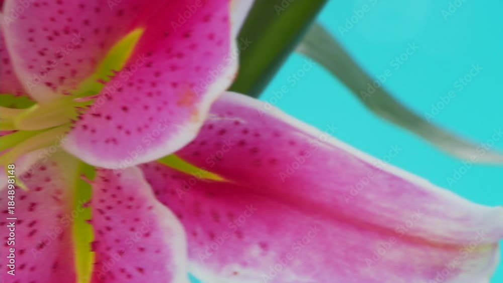 Closeup of lily, stargazer flower Closeup of lily, stargazer flower