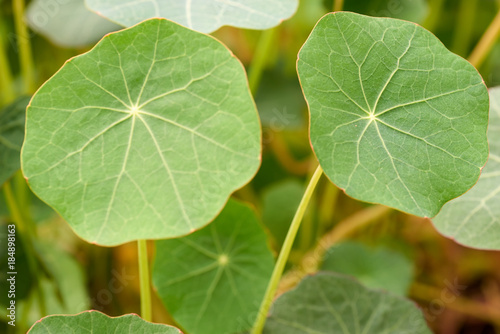 Young shoots of Nasturtium. Tropaeolum commonly known as nasturtium literally "nose-twister" or "nose-tweaker"), is a genus of roughly 80 species of annual and perennial herbaceous flowering plants.