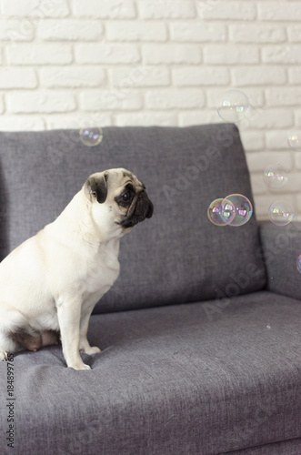 Dog breed pug is sitting on the sofa and looking at bubbles