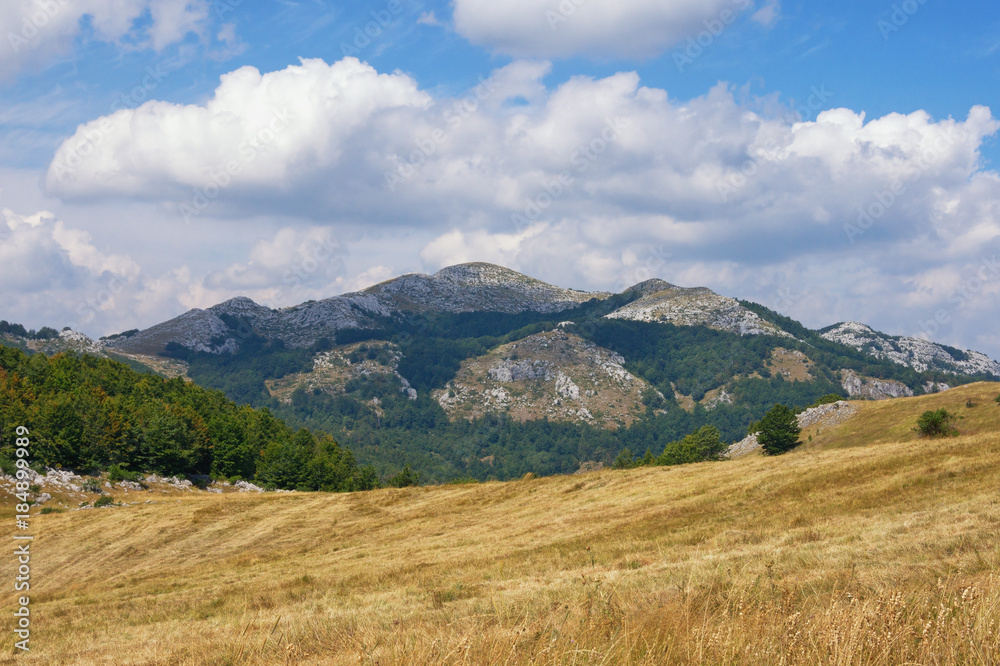 Fototapeta premium Mountain landscape with yellow pastures and green triangular patterns of the forest. Balkans. Montenegro, Krnovo