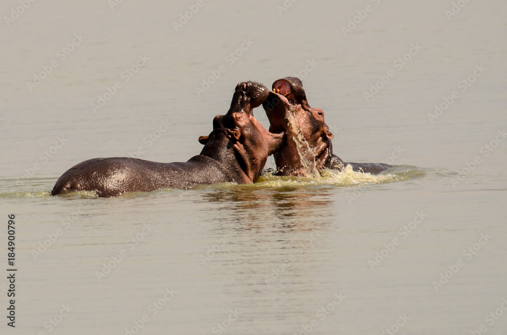 Fototapeta premium Hippos in a water fight