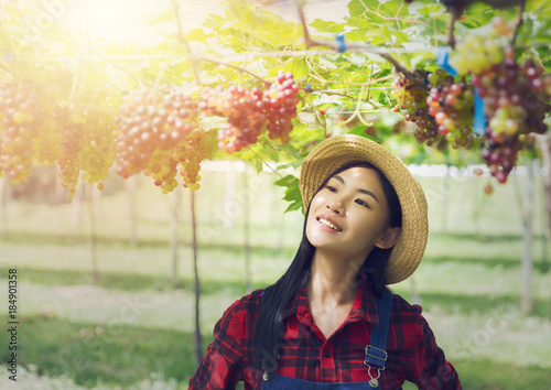 Vineyard woman worker checking quality of wine grapes in Thailand.