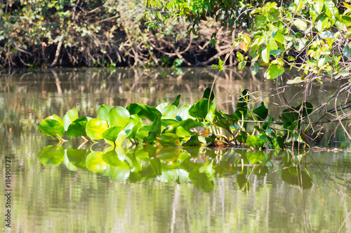 Panorama from Pantanal  Brazilian wetland region.