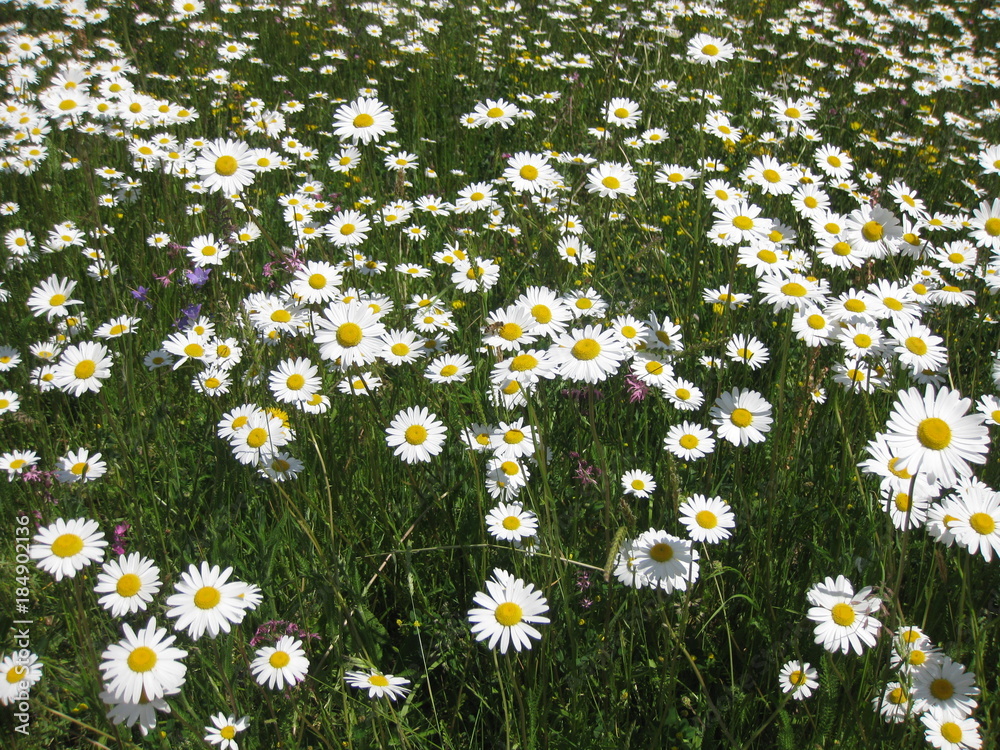 Margeritenwiese Margeritenwiese