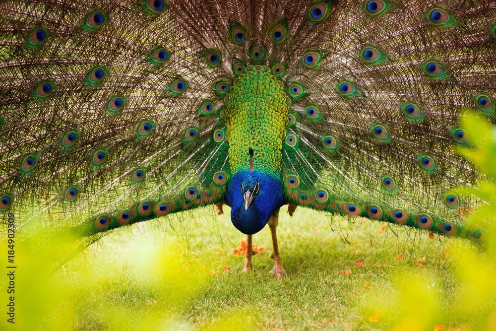 Obraz premium Portrait of a peacock with a loose tail.