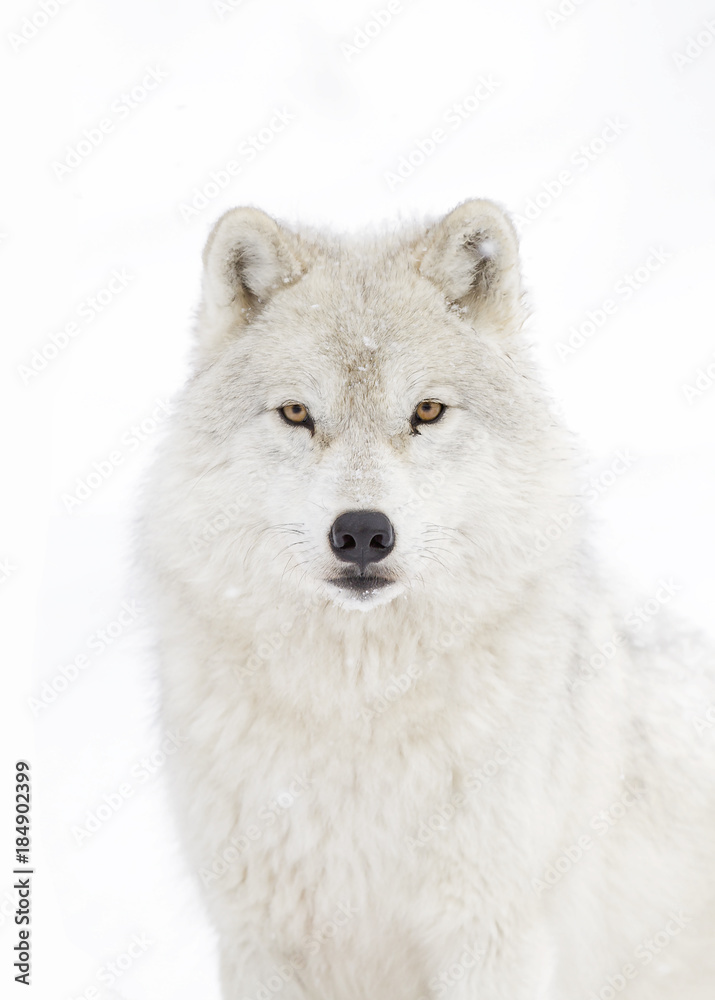 Fototapeta premium Wilk arktyczny (Canis lupus arctos) na białym tle na białym tle stojący w zimie w Kanadzie