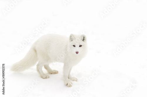 Arctic fox (Vulpes lagopus) isolated on a white background standing in the snow in winter in Canada
