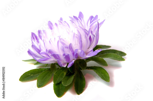 Colorful aster flowers isolated on white background