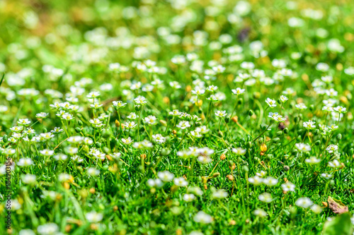 Heath pearlwort lawn or Sagina subulata