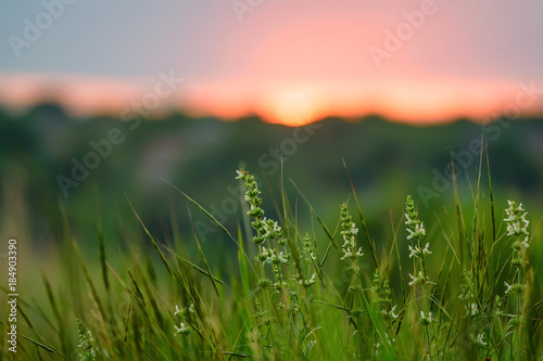 Sunset landscape with blossoming wild flowers