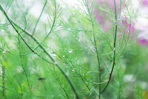 Wet green asparagus branches in water drops after the rain.