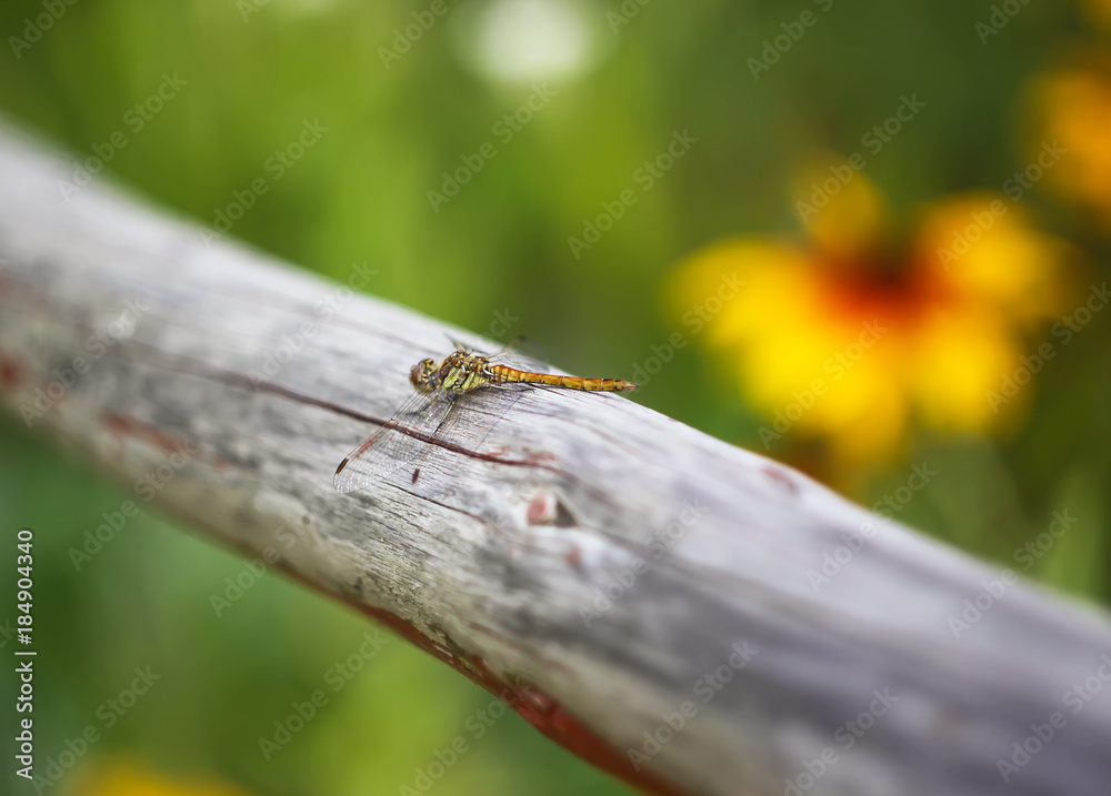 A dragonfly on wooden stick outdoors in summer day A dragonfly on wooden stick outdoors in summer day