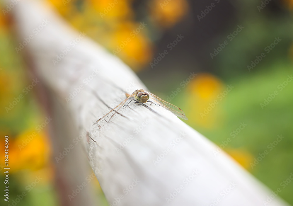 A dragonfly on wooden stick outdoors in summer day A dragonfly on wooden stick outdoors in summer day