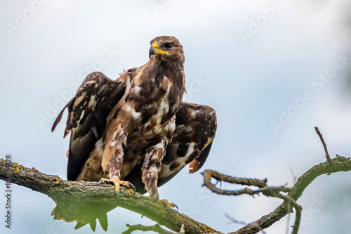 Greater spotted eagle or Clanga clanga photo