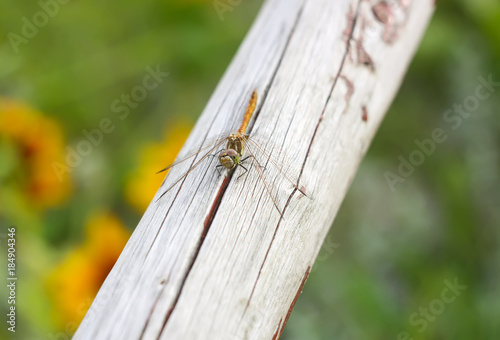 A dragonfly on wooden stick outdoors in summer day © pictures_for_you