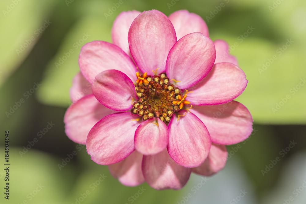 Obraz premium A Beautiful Pink Flower