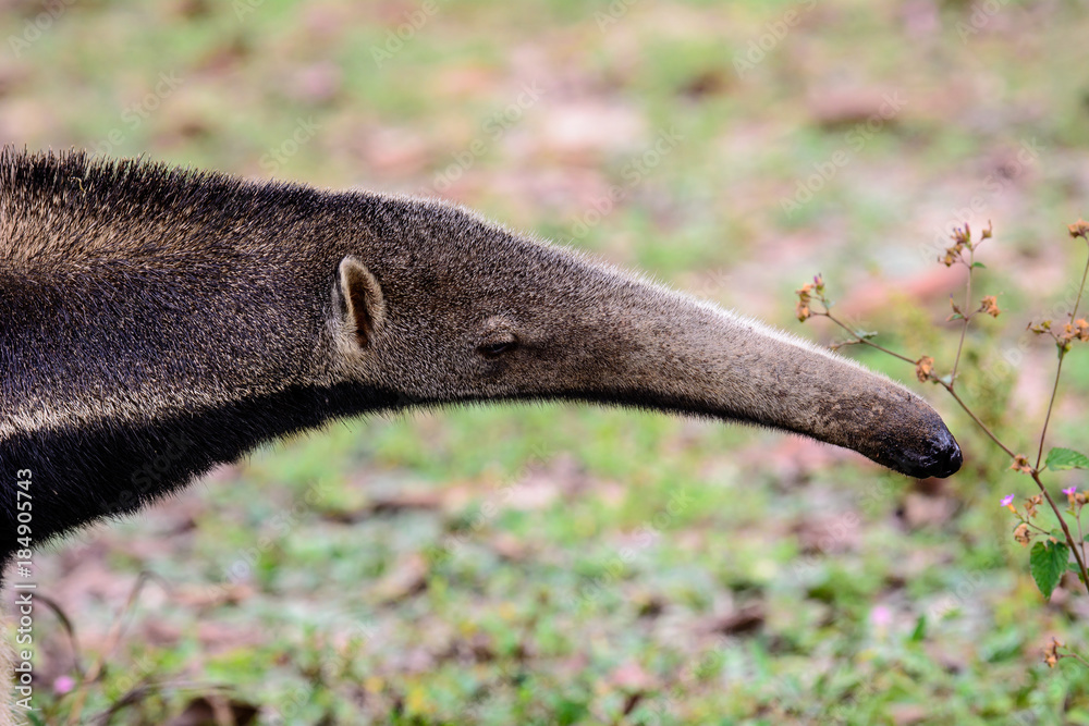 Head shot of a giant anteater Head shot of a giant anteater