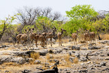 Group of female Kudu