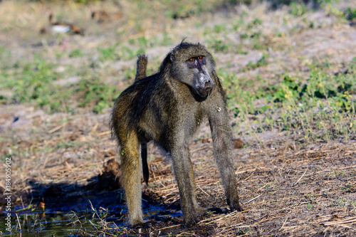 masterful Baboon showing off his physique