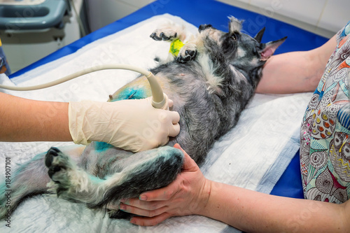 Dog having ultrasound scan in vet clinic