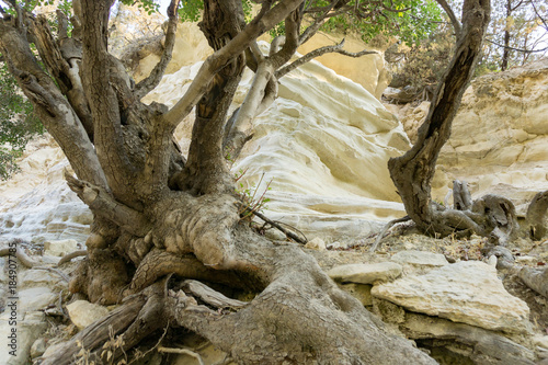 Old and spectacular tree roots in Cyprus