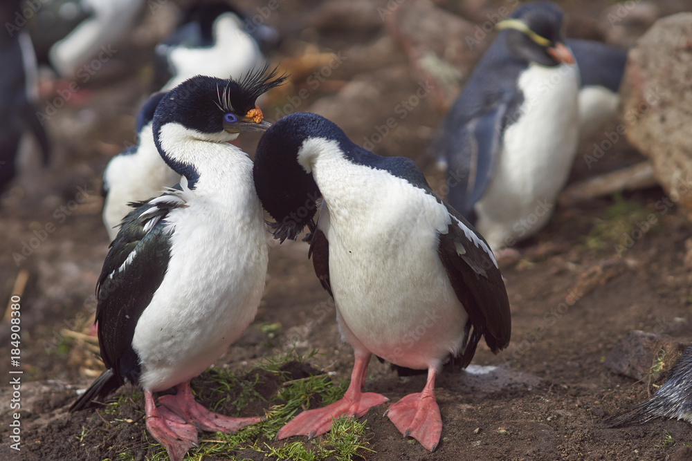 Obraz premium Pair of Imperial Shag (Phalacrocorax atriceps albiventer) engaged in a courtship ritual on the cliffs of Saunders Islands in the Falkland Islands.