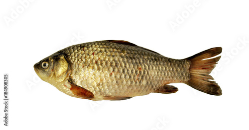 Fish river crucian carp isolated on white background.